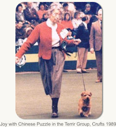 Joy with Chinese Puzzle in the Terrir Group, Crufts 1989