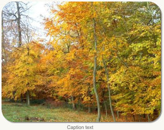 Caption text