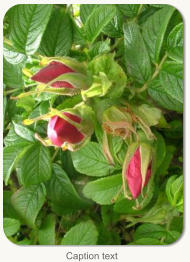 Caption text