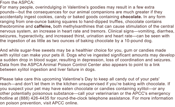 From the ASPCA:  For many people, overindulging in Valentine’s goodies may result in a few extra pounds—but the consequences for our animal companions are much greater if they accidentally ingest cookies, candy or baked goods containing chocolate. In any form ranging from one-ounce baking squares to hand-dipped truffles, chocolate contains theobromine and caffeine, both methylxanthines that can cause stimulation of the central nervous system, an increase in heart rate and tremors. Clinical signs—vomiting, diarrhea, seizures, hyperactivity, and increased thirst, urination and heart rate—can be seen with the ingestion of as little as two ounces of baking chocolate by a 10-pound dog.  And while sugar-free sweets may be a healthier choice for you, gum or candies made with xylitol can make your pets ill. Dogs who’ve ingested significant amounts may develop a sudden drop in blood sugar, resulting in depression, loss of coordination and seizures. Data from the ASPCA Animal Poison Control Center also appears to point to a link between xylitol ingestion and liver failure in dogs.  Please take care this upcoming Valentine’s Day to keep all candy out of your pets' reach—and don't let them in the kitchen unsupervised if you’re baking with chocolate. If you suspect your pet may have eaten chocolate or candies containing xylitol—or any other potentially poisonous substance—call your veterinarian or the APCC's emergency hotline at (888) 426-4435 for round-the-clock telephone assistance. For more information on poison prevention, visit APCC online.